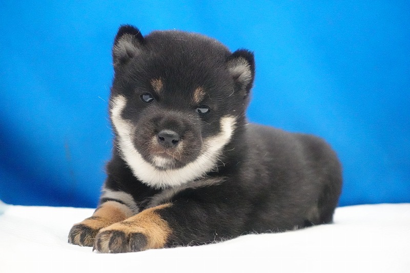 2026年02月05日生まれの柴犬赤の女の子。