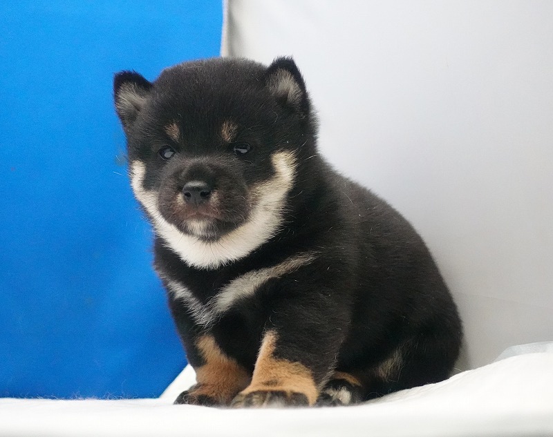 2026年02月05日生まれの柴犬赤の女の子。