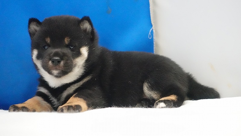 2026年02月05日生まれの柴犬赤の女の子。