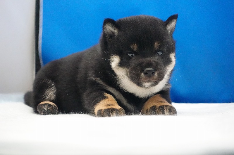 2026年02月05日生まれの柴犬赤の女の子。