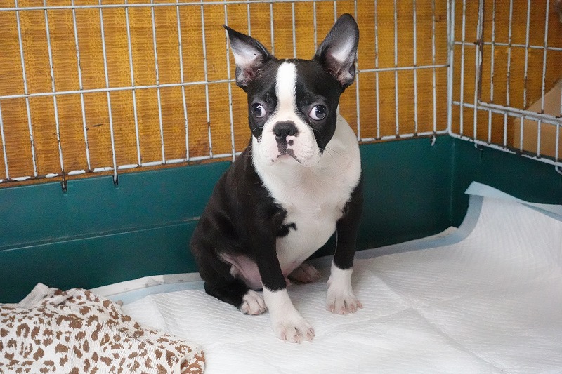 2025年07月06日生まれのボストンテリアの男の子２。