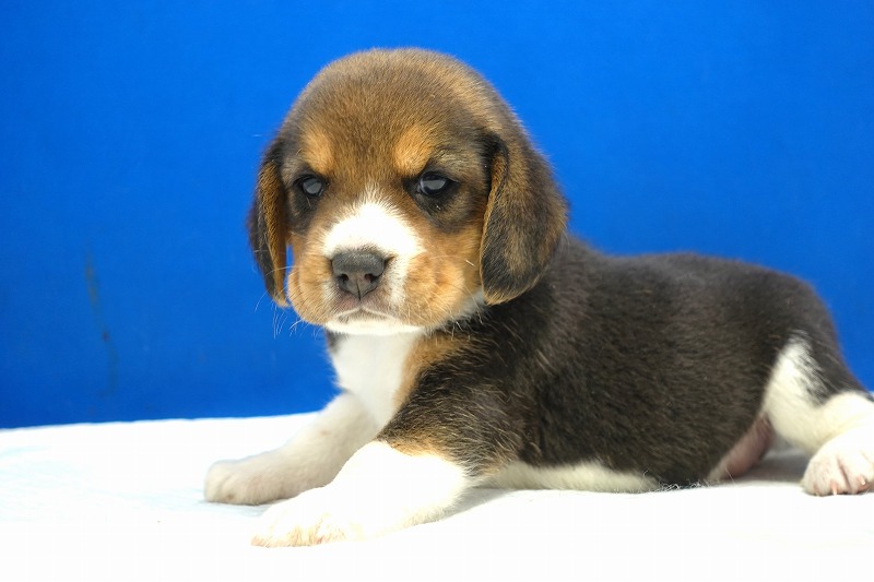 2024年3月10日生まれのビーグルの女の子。