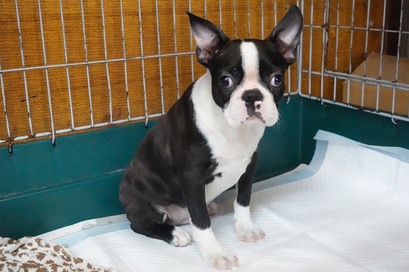 2025年07月06日生まれのボストンテリアの男の子２。