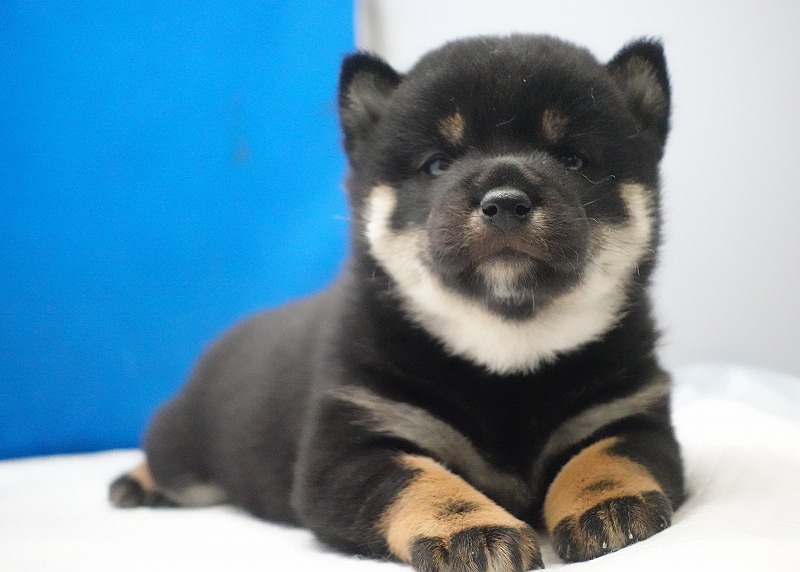 2026年02月05日生まれの柴犬赤の女の子。