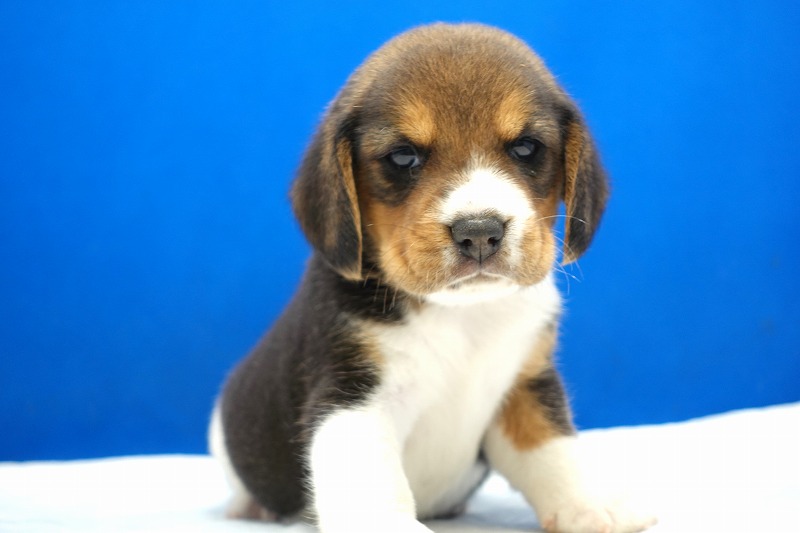 2024年3月10日生まれのビーグルの女の子。