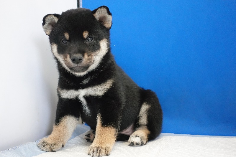 2024年６月27日生まれの黒柴の女の子。