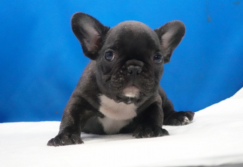 2026年01月10日生まれのフレンチブルドッグの男の子