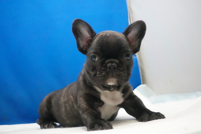 2026年01月10日生まれのフレンチブルドッグの男の子