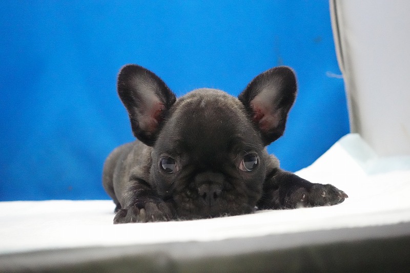2026年01月10日生まれのフレンチブルドッグの男の子
