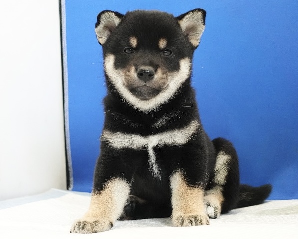 2024年６月27日生まれの黒柴の女の子。