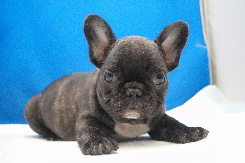2026年01月10日生まれのフレンチブルドッグの男の子