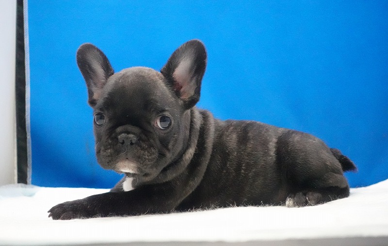 2026年01月10日生まれのフレンチブルドッグの男の子