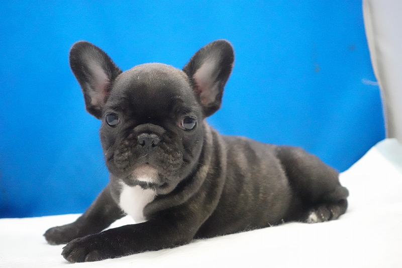 2026年01月10日生まれのフレンチブルドッグの男の子