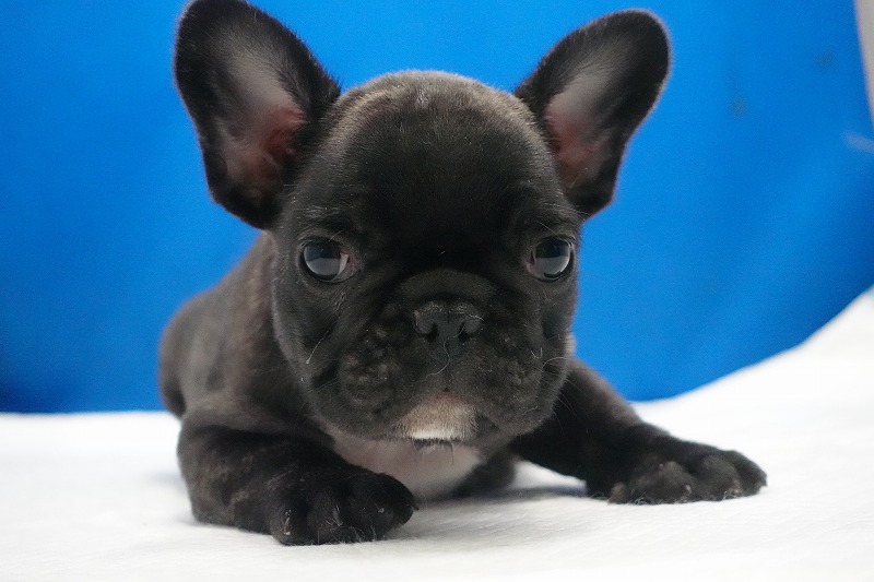 2026年01月10日生まれのフレンチブルドッグの男の子