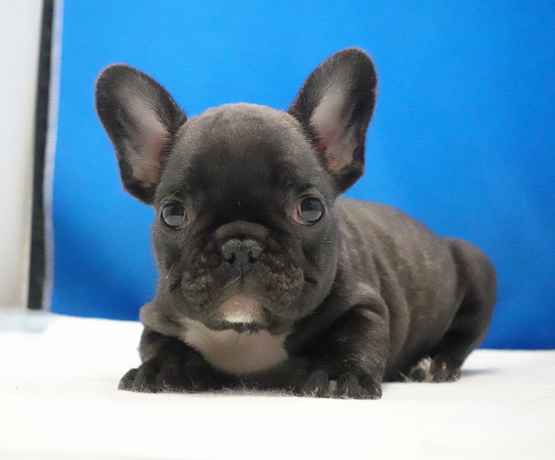 2026年01月10日生まれのフレンチブルドッグの男の子