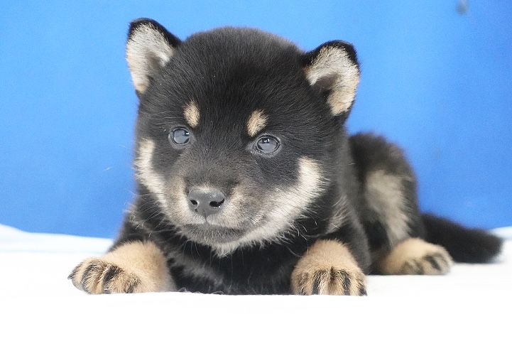 2024年6月27日生まれの黒柴の女の子。