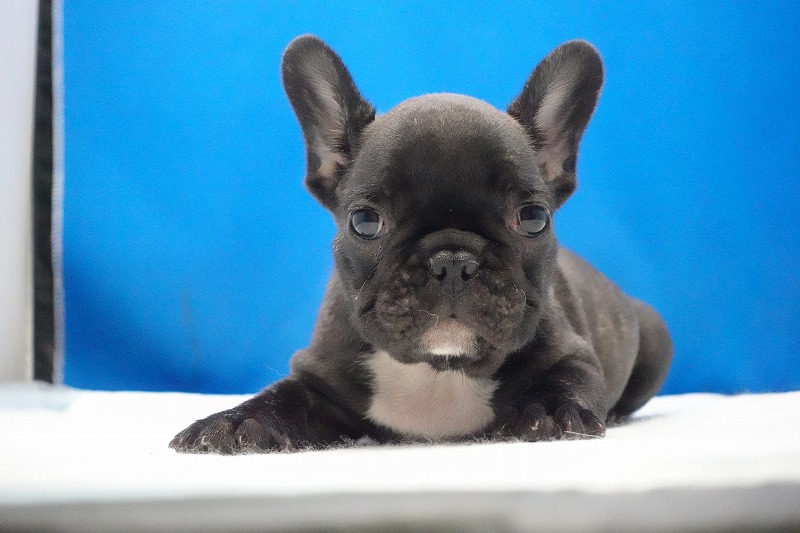2026年01月10日生まれのフレンチブルドッグの男の子