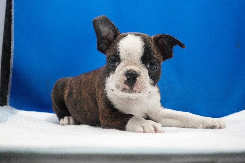 2026年01月07日生まれのボストンテリアの男の子。