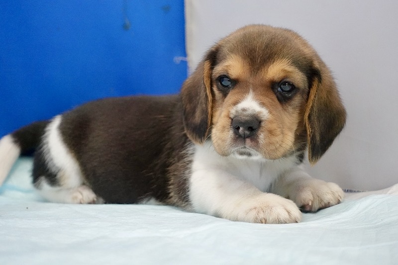 2025年04月02日生まれのとっても元気なビーグルの男の子です。