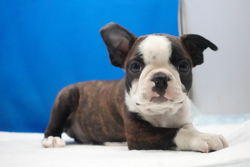 2026年01月07日生まれのボストンテリアの男の子。
