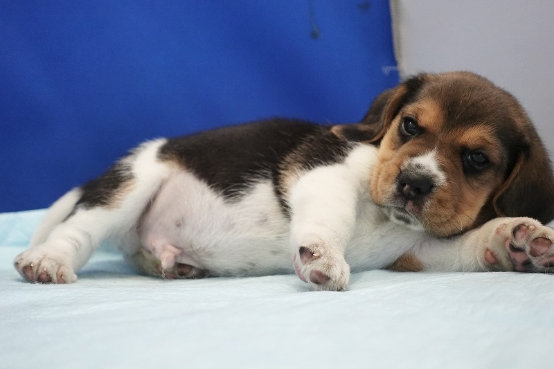 2025年04月02日生まれのとっても元気なビーグルの男の子です。