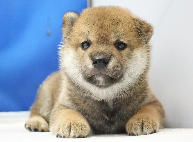 2024年7月27日生まれの赤柴の男の子。