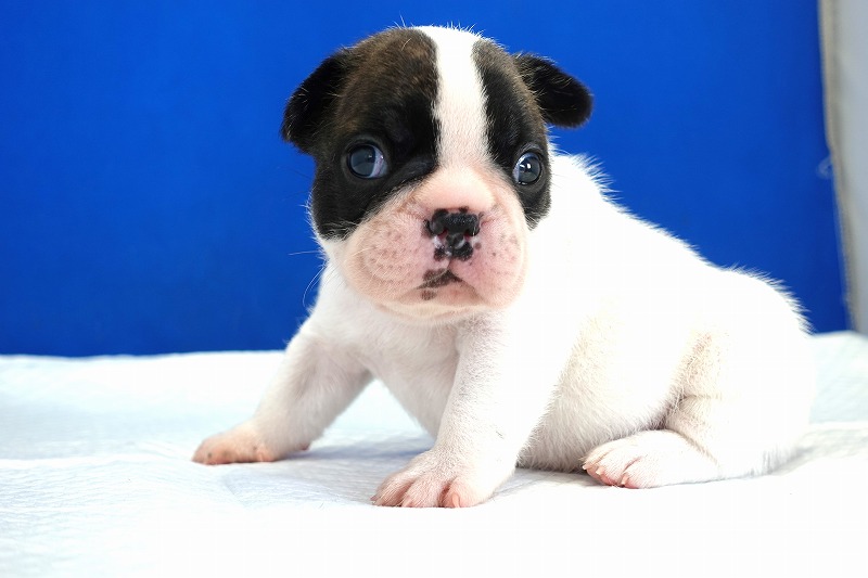 2024年3月22日生まれのフレンチパイドの男の子。