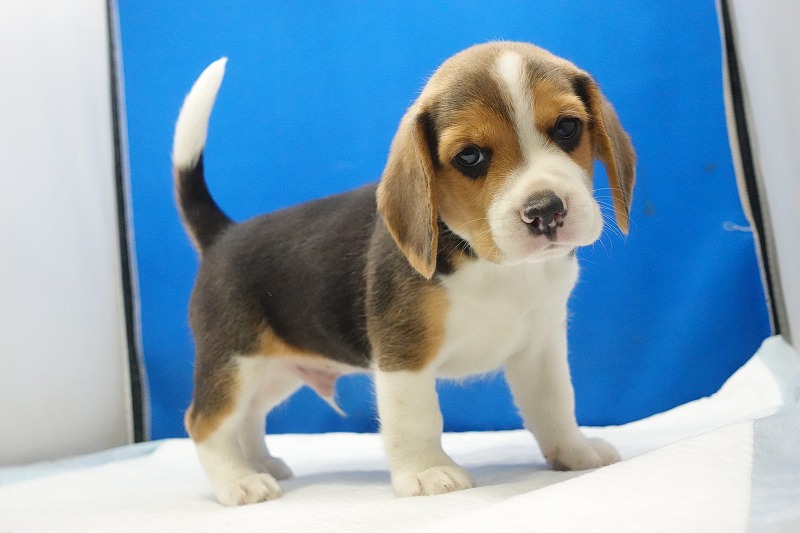 2026年3月11日生まれのビーグルの男の子