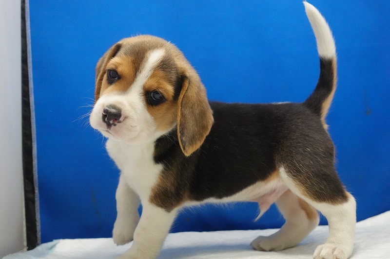 2026年3月11日生まれのビーグルの男の子