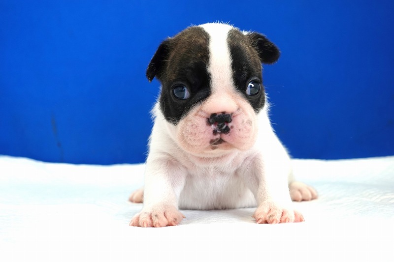 2024年3月22日生まれのフレンチパイドの男の子。