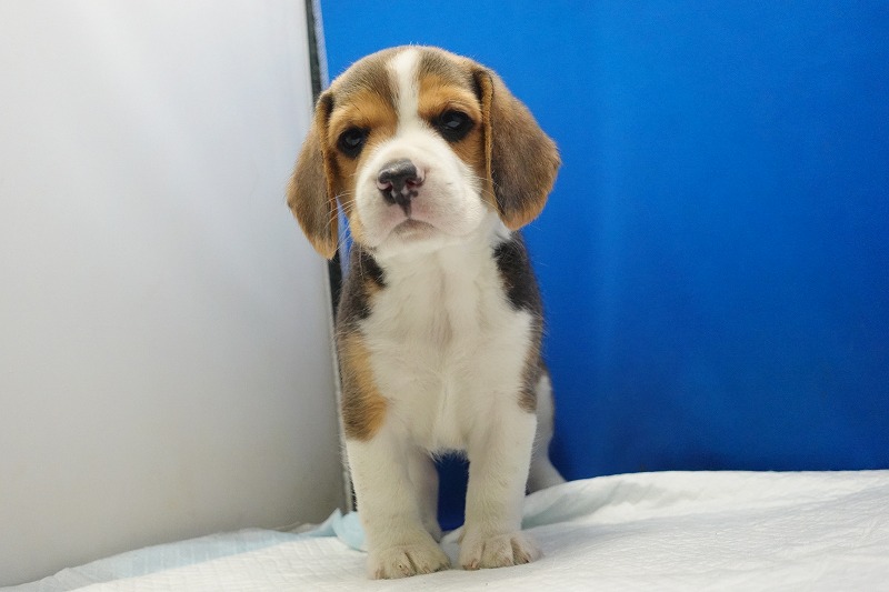 2026年3月11日生まれのビーグルの男の子