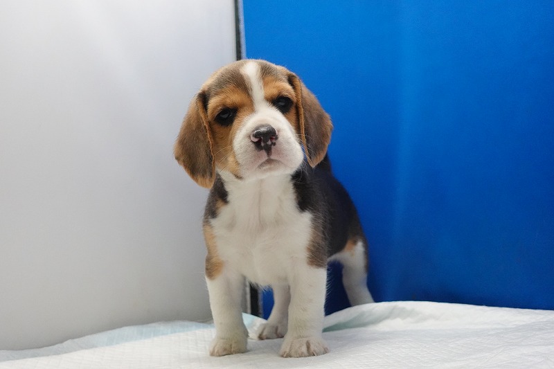 2026年3月11日生まれのビーグルの男の子