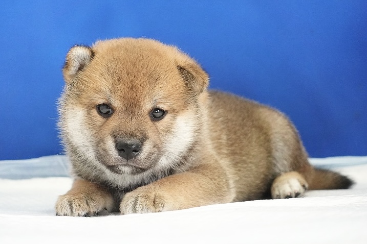 2024年7月27日生まれの赤柴の男の子。
