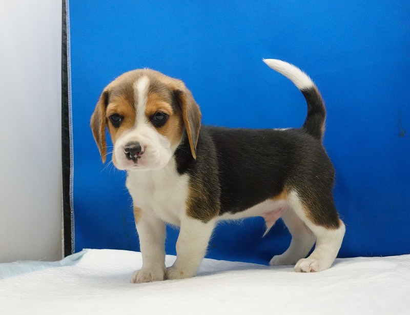 2026年3月11日生まれのビーグルの男の子