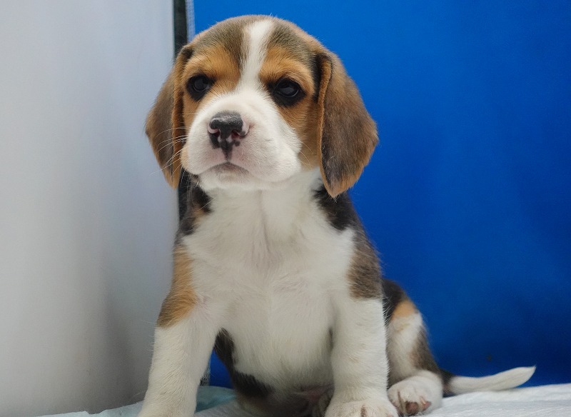 2026年3月11日生まれのビーグルの男の子