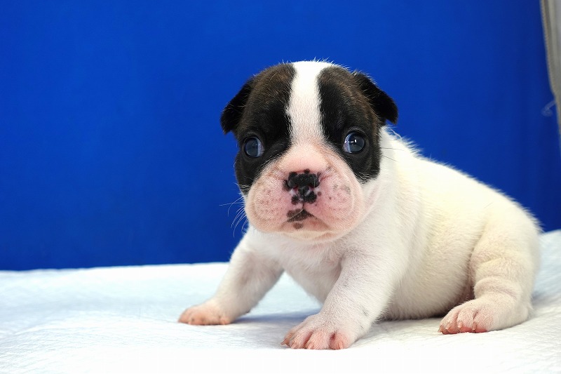 2024年3月22日生まれのフレンチパイドの男の子。