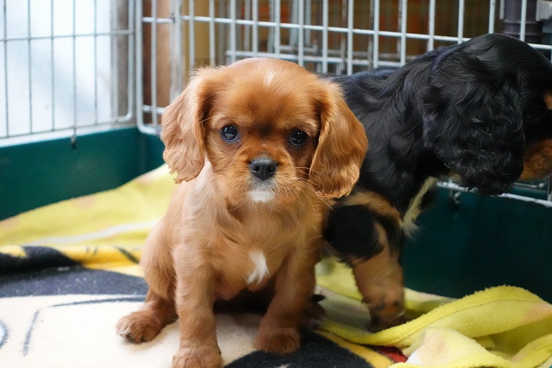 2023年11月16日生まれのルビーの女の子。