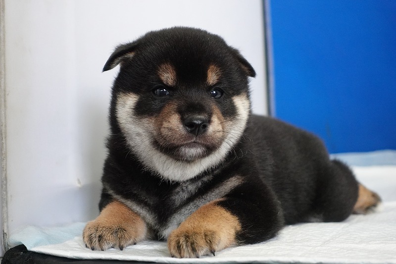 2024年7月27日生まれの黒柴の男の子。