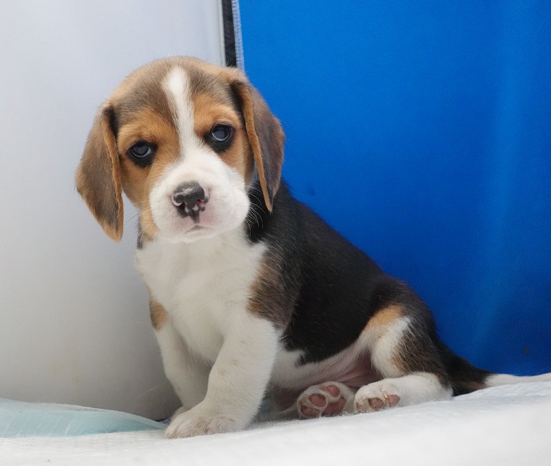 2026年3月11日生まれのビーグルの男の子