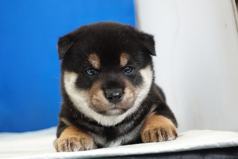 2024年7月27日生まれの黒柴の男の子。