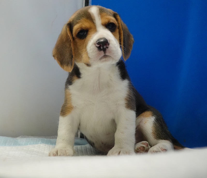 2026年3月11日生まれのビーグルの男の子