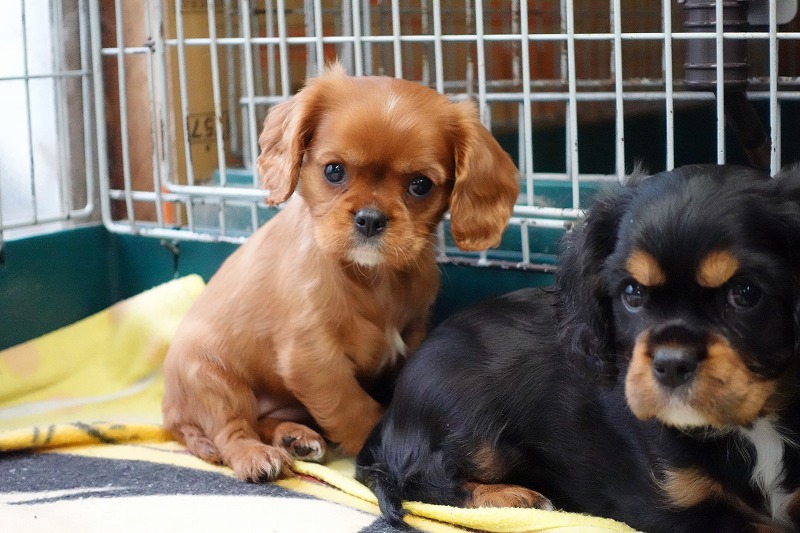 2023年11月16日生まれのルビーの女の子。