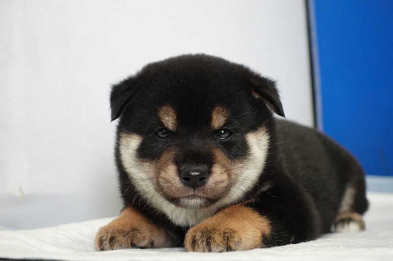 2024年7月27日生まれの黒柴の男の子。