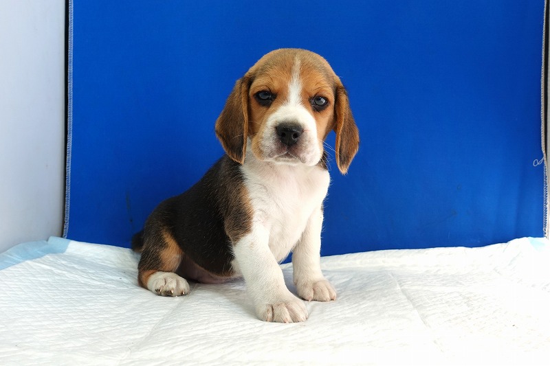 2023年12月11日生まれのビーグルの男の子。