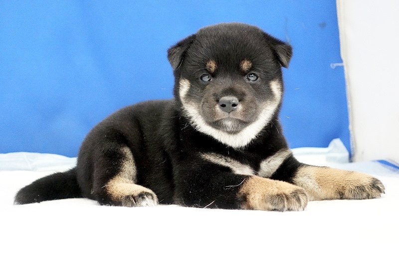 2024年7月27日生まれの黒柴の女の子。