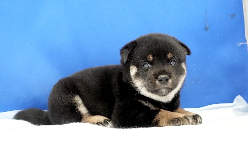 2024年7月27日生まれの黒柴の女の子。