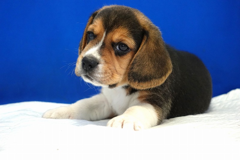 2023年12月11日生まれのビーグルの男の子2。