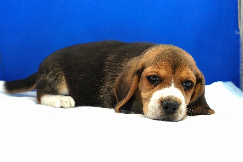2023年12月11日生まれのビーグルの男の子3。