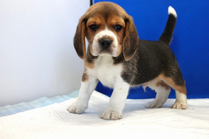 2023年12月11日生まれのビーグルの男の子3。