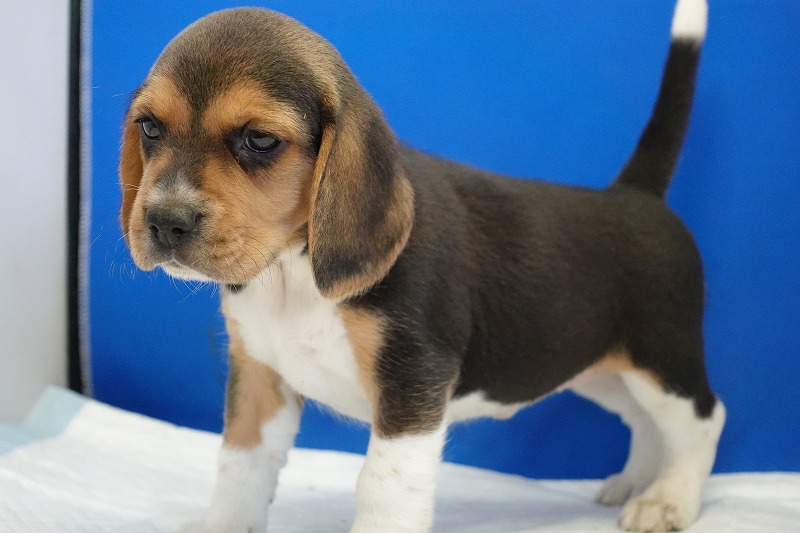 2023年12月11日生まれのビーグル女の子。